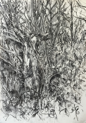 Thumbnail image of Broken Tree, Aylestone meadows by Deborah Ward