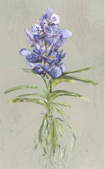 Thumbnail image of Blue Vanda by Vivienne Cawson