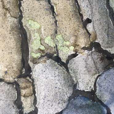 Thumbnail image of David Clarke, 'Old Stone Wall' - Work in Progress (detail) - Inspired | July