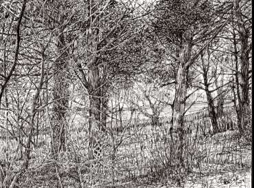 Thumbnail image of 108 Ruth Randall | Scots Pine on Beacon Hill - LSA Annual Exhibition 2023 | Catalogue K - R