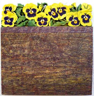 Thumbnail image of Pansies - Remembering Jenny Cook (1942-2023)