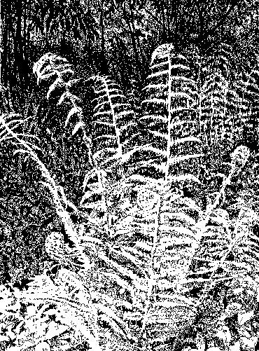 Thumbnail image of Fern in Sunlight by Ruth Randall
