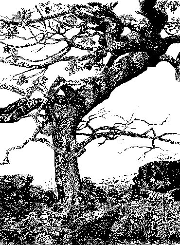 Thumbnail image of Twisted Oak, Warren Hills by Ruth Randall