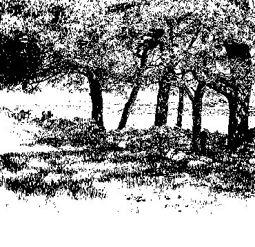 Thumbnail image of Pines on Warren Hills by Ruth Randall