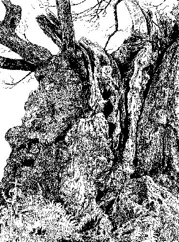 Thumbnail image of Old Man of Calke by Ruth Randall