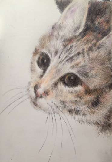 Thumbnail image of The Resident Tiger by Vivien Blackburn